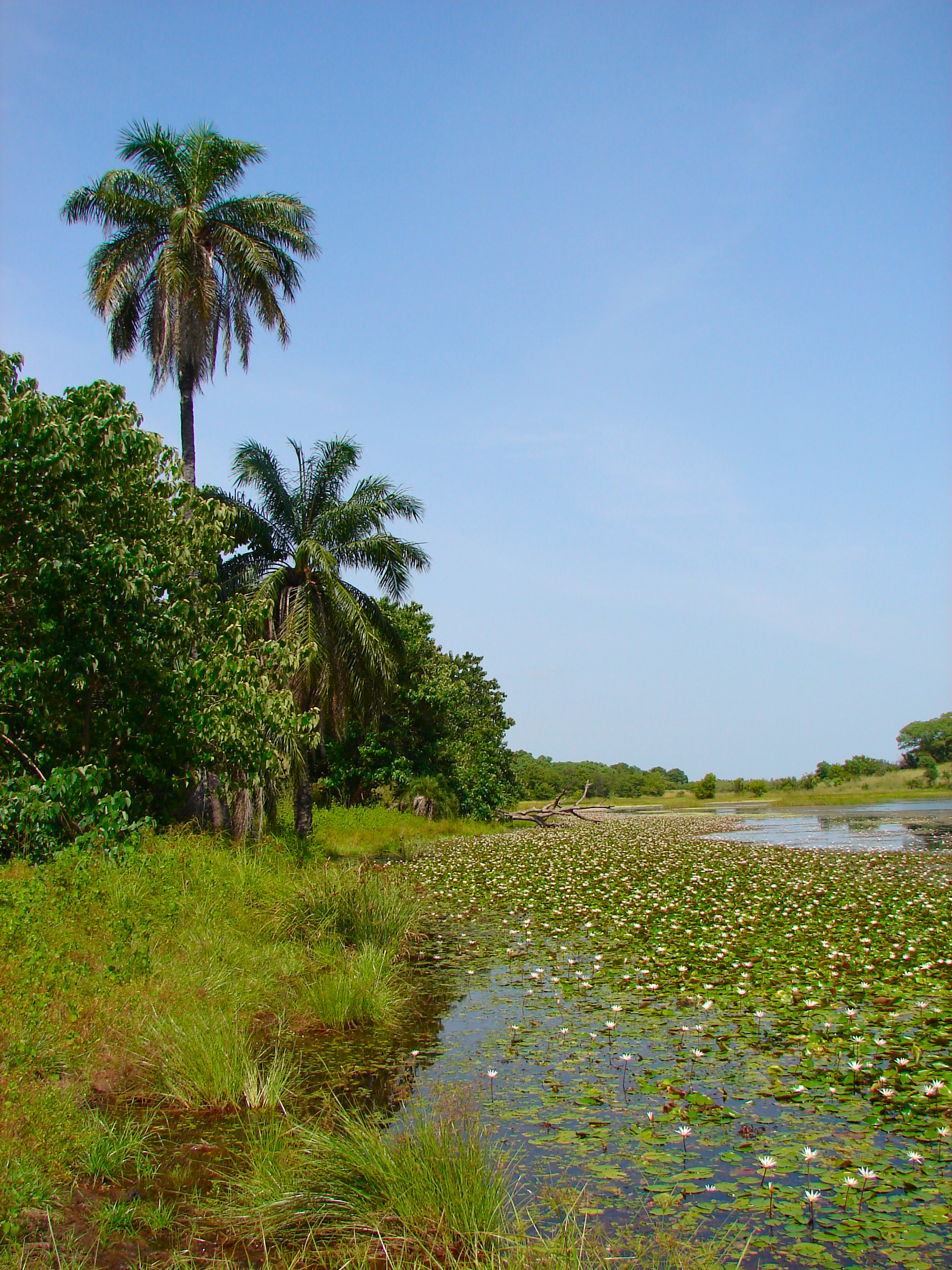 Savanna landscape inside Kiang West National Park