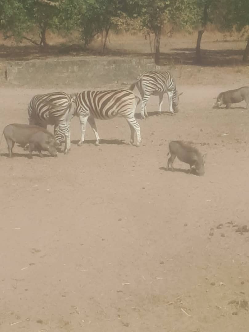 Local wildlife encounter with zebra and pigs