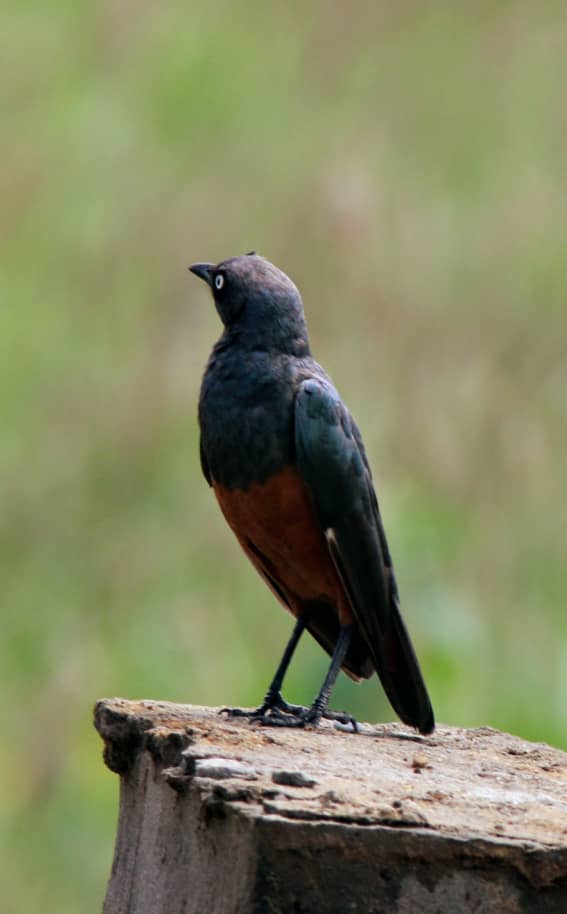 African bird perched on a branch