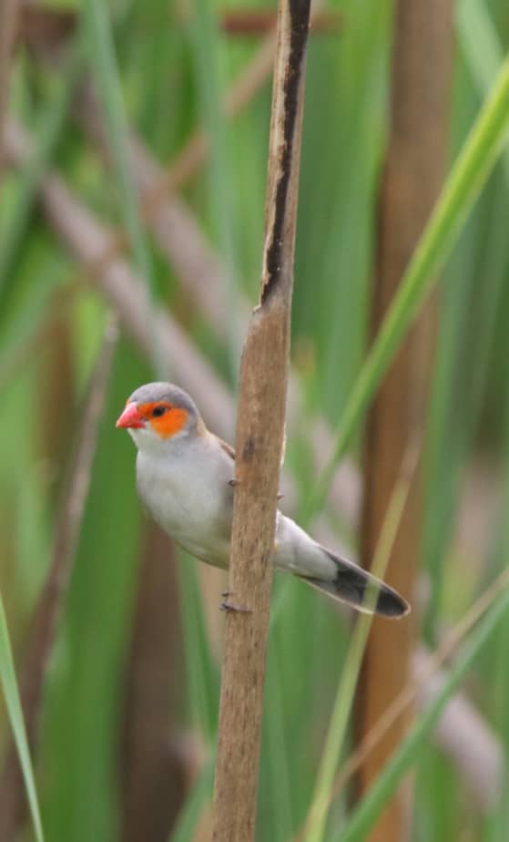Small wader captured near Gambian wetlands