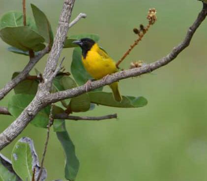 Pair of birds captured during a dawn walk